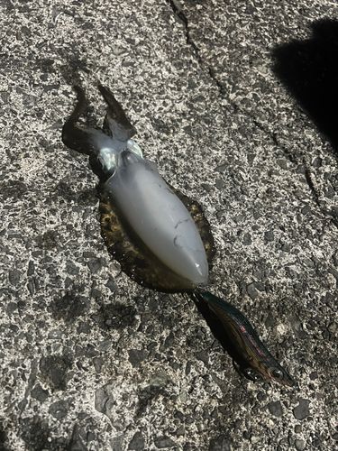 コバルト堤防