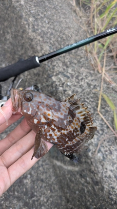 キジハタの釣果