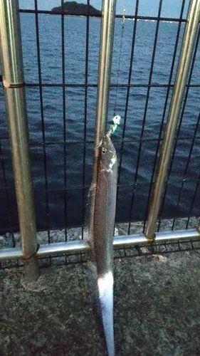 タチウオの釣果