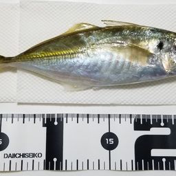 アジ
