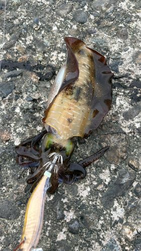 アオリイカの釣果