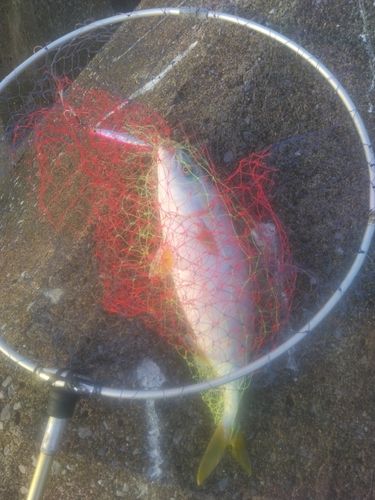 フクラギの釣果