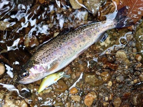 ニジマスの釣果