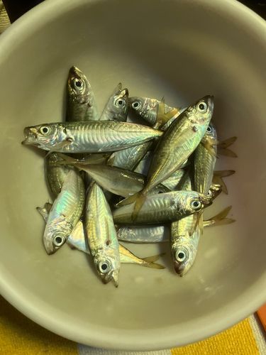 舞鶴湾