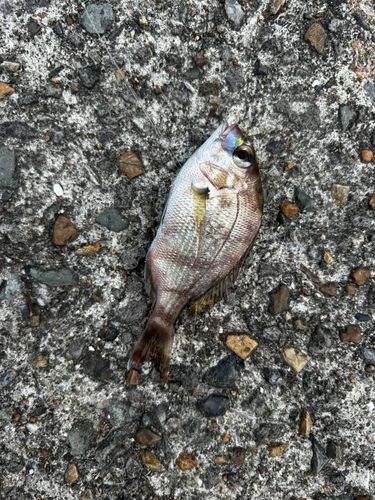チャリコの釣果