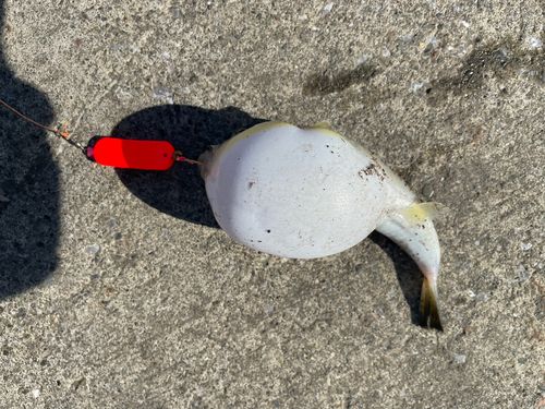 フグの釣果