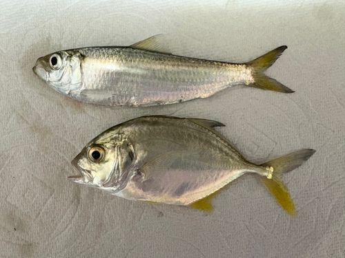 メッキの釣果