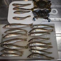 シロギス