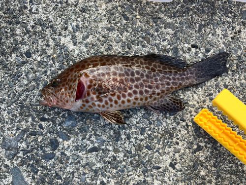 オオモンハタの釣果