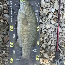 スモールマウスバス