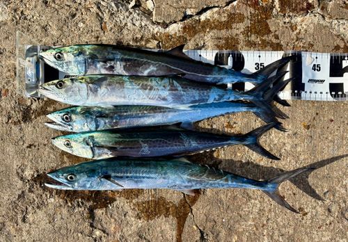 サゴシの釣果