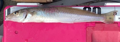 シロギスの釣果