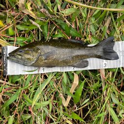 スモールマウスバス