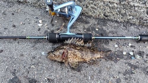 タケノコメバルの釣果