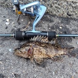 タケノコメバル