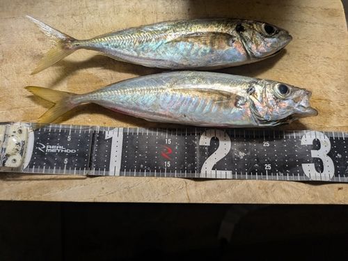 マアジの釣果