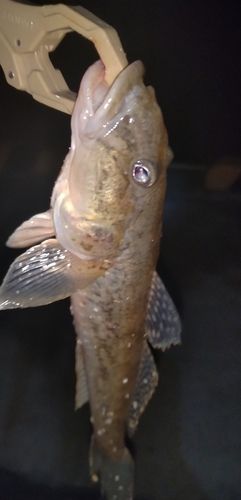 石巻湾