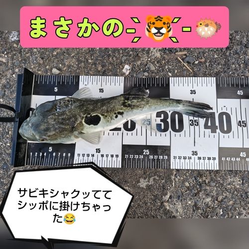 トラフグの釣果
