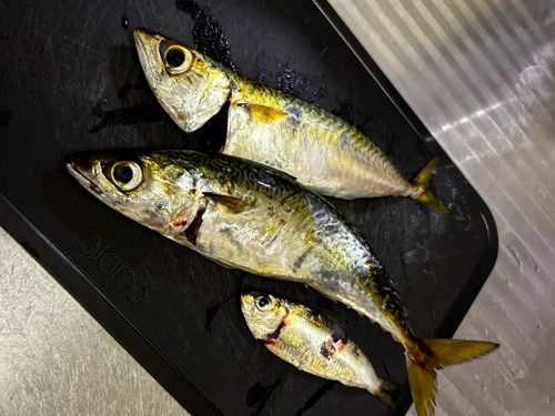 尼崎市立魚つり公園