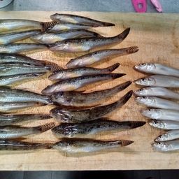 マハゼ