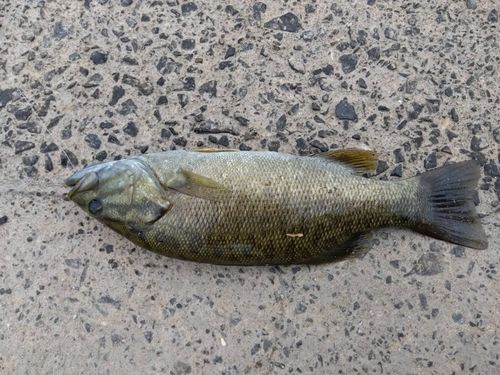 スモールマウスバスの釣果
