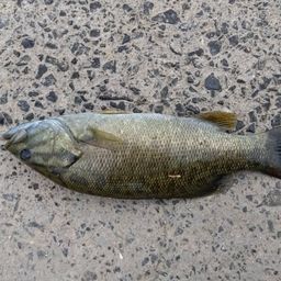 スモールマウスバス