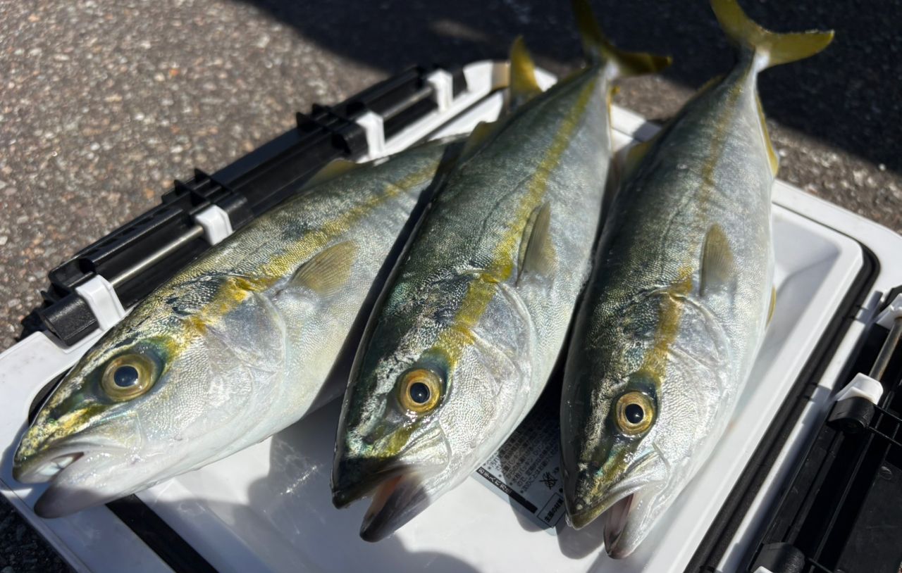 SHIMANO 23ディアルーナ S76MLの最安値・インプレ・釣果 | 本音