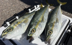 コゾクラの釣果