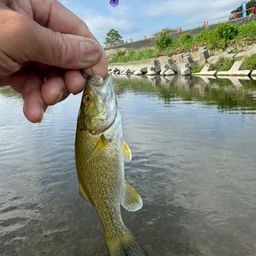 スモールマウスバス