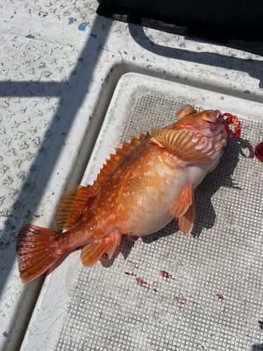 ウッカリカサゴの釣果