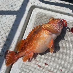 ウッカリカサゴ