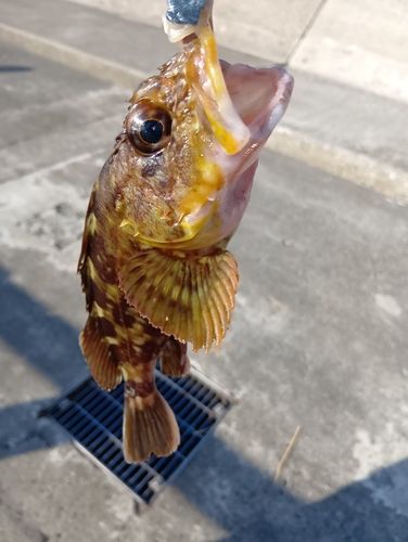 大浜地区ふれあい広場