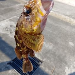 カサゴ