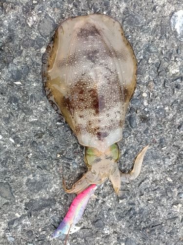 浦ノ内湾