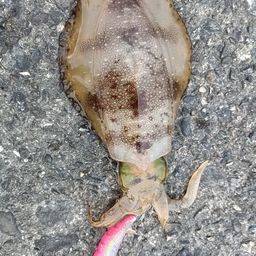 アオリイカ