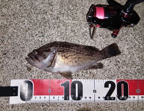 クロソイの釣果