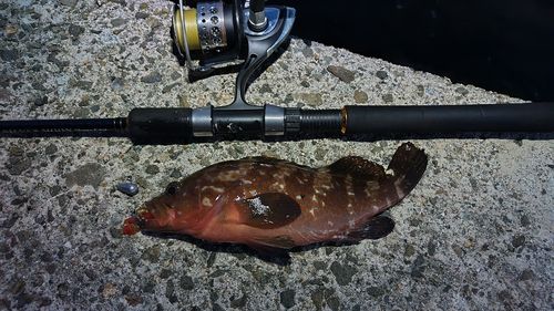 タケノコメバルの釣果