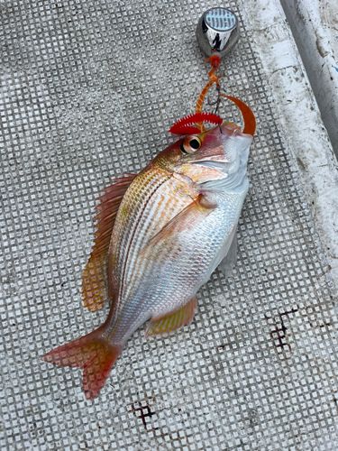 レンコダイの釣果