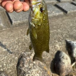 スモールマウスバス