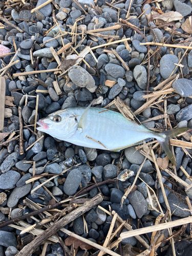 シマアジの釣果