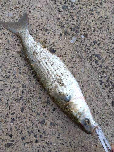 ボラの釣果