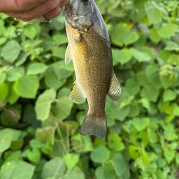 スモールマウスバス