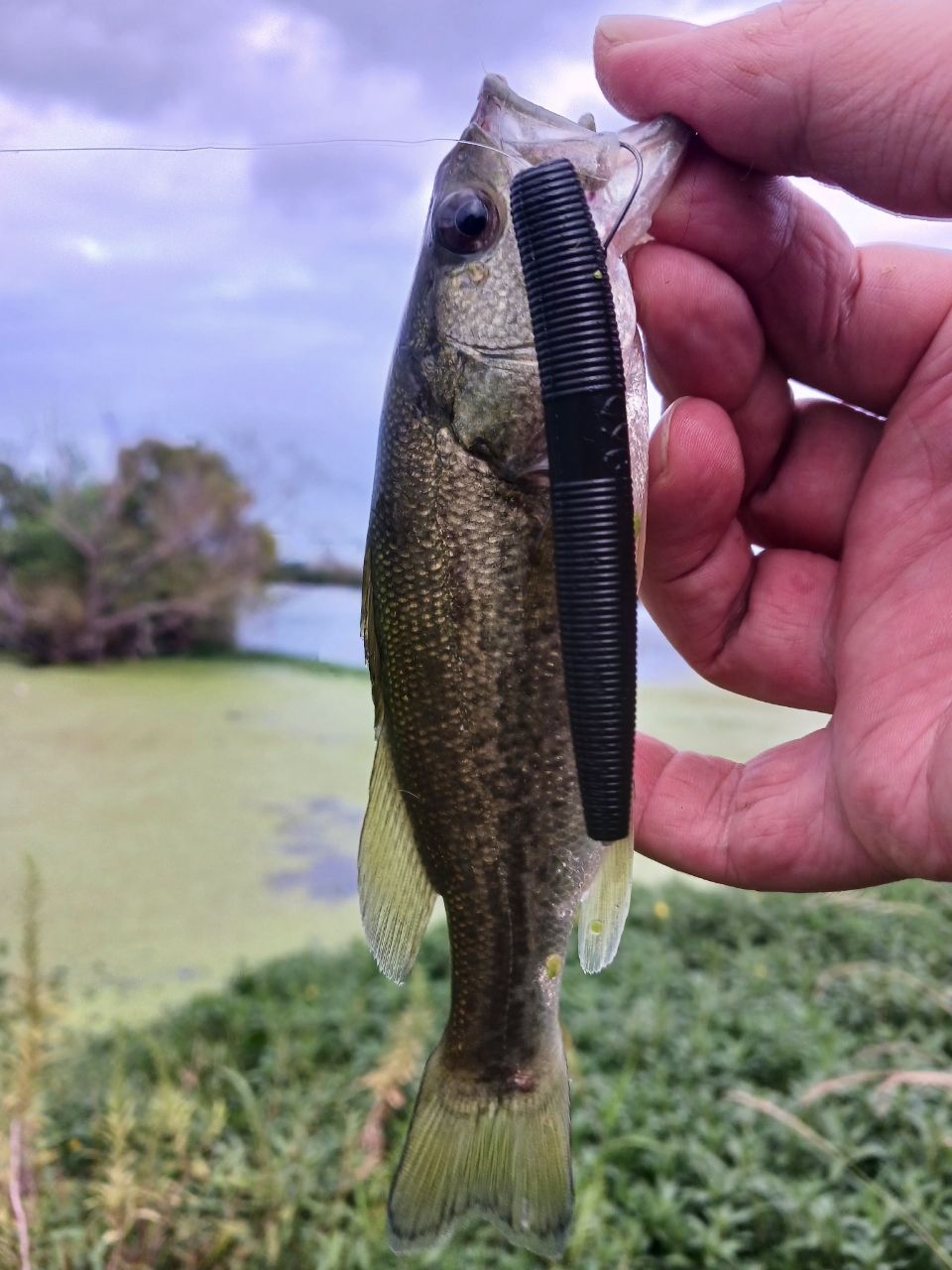 ラージマウスバス