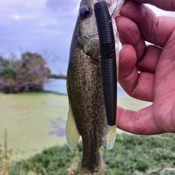 ラージマウスバス