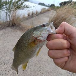 スモールマウスバス