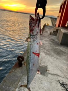 サゴシの釣果