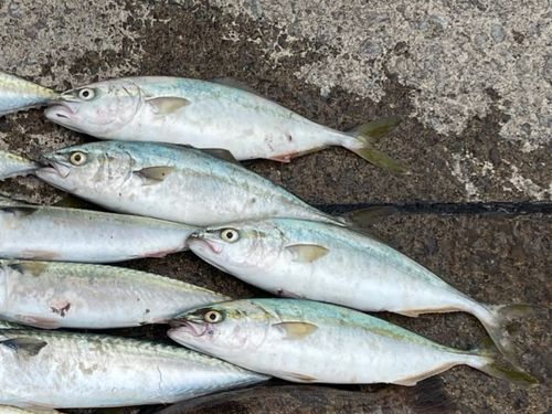 フクラギの釣果