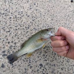 スモールマウスバス