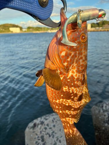 キジハタの釣果