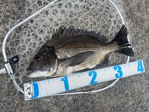 チヌの釣果